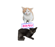 834318153