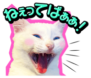 834377211