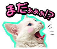 834377217