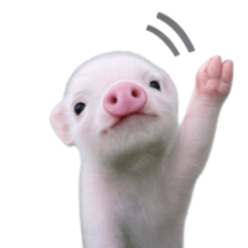 Smol pink piggy 9