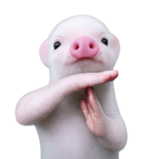 Smol pink piggy 11