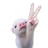 834490904