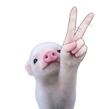 Smol pink piggy 32