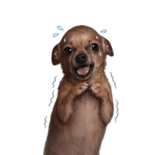 Grumpy Grin Doggo V.2 รูปที่ 7