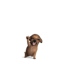 Grumpy Grin Doggo V.2 รูปที่ 9