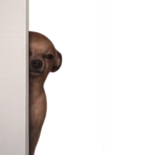 Grumpy Grin Doggo V.2 รูปที่ 11