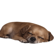 Grumpy Grin Doggo V.2 รูปที่ 12