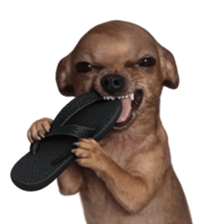 Grumpy Grin Doggo V.2 รูปที่ 28