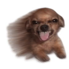Grumpy Grin Doggo V.2 รูปที่ 29