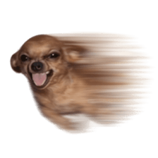 Grumpy Grin Doggo V.2 รูปที่ 31