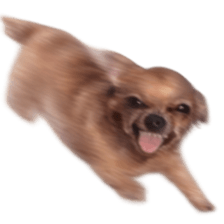 Grumpy Grin Doggo V.2 รูปที่ 32