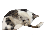 834561866