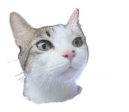 834561868