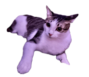 834561878