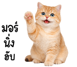 ลายที่ 1