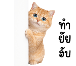 ลายที่ 3