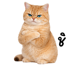 ลายที่ 13