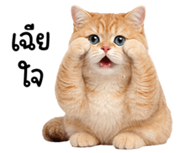 ลายที่ 15