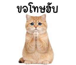 ลายที่ 17