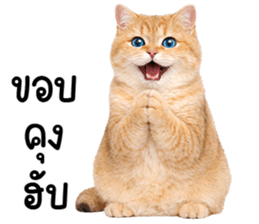 ลายที่ 19