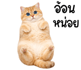 ลายที่ 25