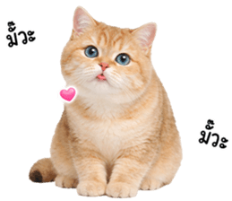 ลายที่ 27