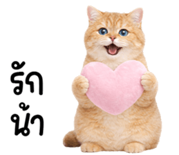 ลายที่ 29