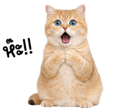 ลายที่ 33