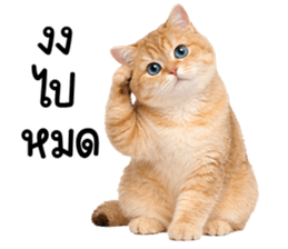 ลายที่ 35