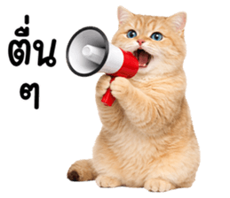 ลายที่ 41