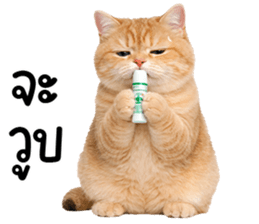 ลายที่ 43