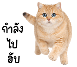 ลายที่ 47