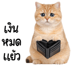 ลายที่ 55