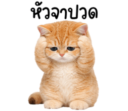 ลายที่ 59