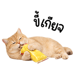 ลายที่ 71