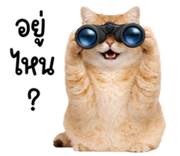 ลายที่ 73