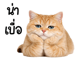 ลายที่ 75