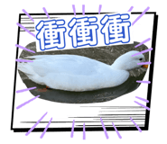 834767557