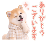 834816257