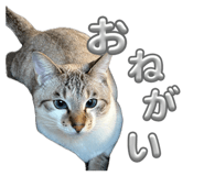 834830081