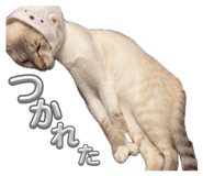 834830085