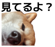 834856682