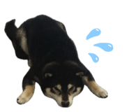 835039752
