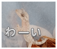 835054072