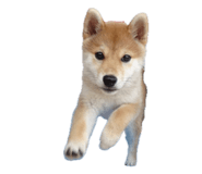 835066960