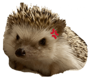835068444