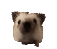 835068446