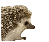 835068447