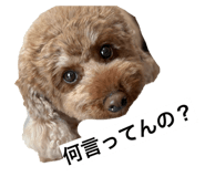 835101557