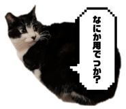 835111577